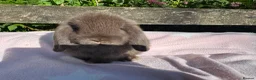 Mini Lop rabbits for sale: Beautiful mini lops for sale  - Advert 12