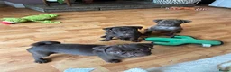 Pug dogs for sale: Beautiful chocolate PUG puppies ❤️ Ready Now ❤️ - Advert 9