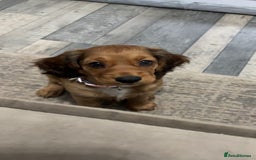 Cocker Spaniel dogs for sale: Last Cocker spaniel pup  - Image 1