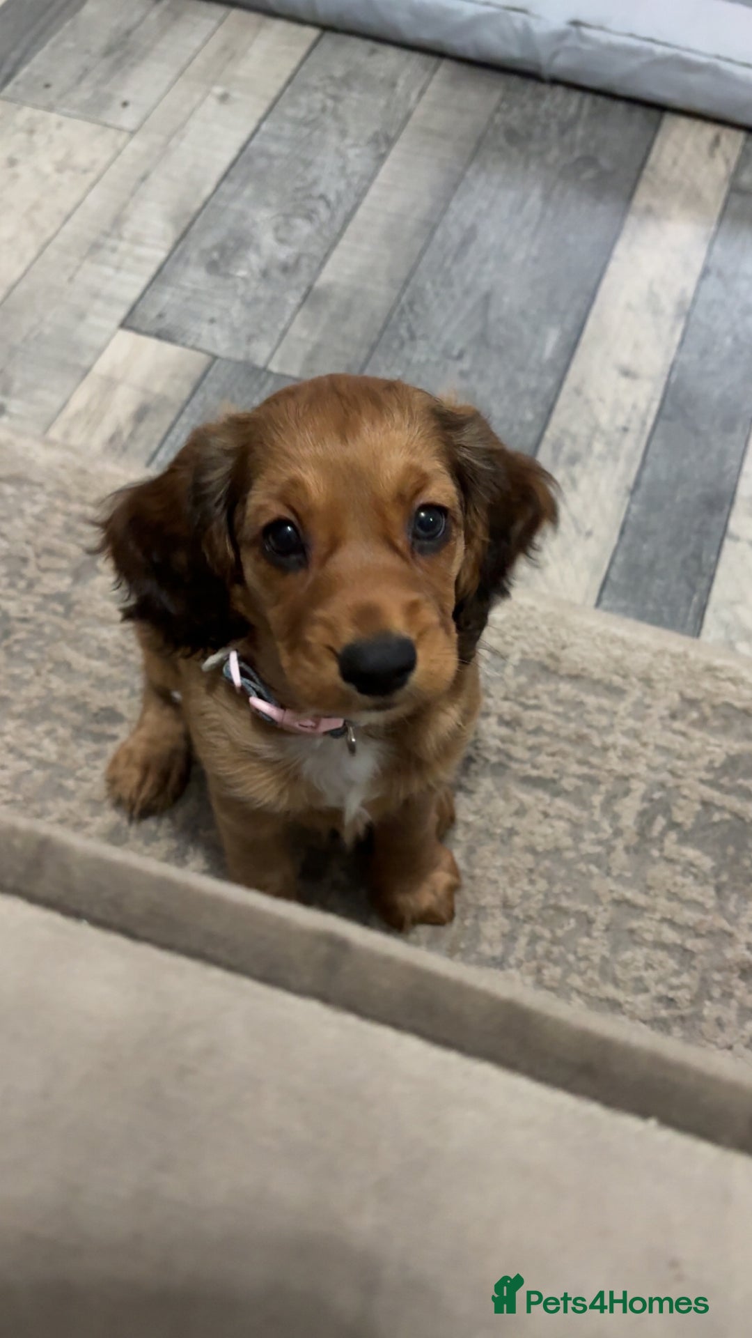 Cocker Spaniel dogs for sale: Last Cocker spaniel pup  - Image 1