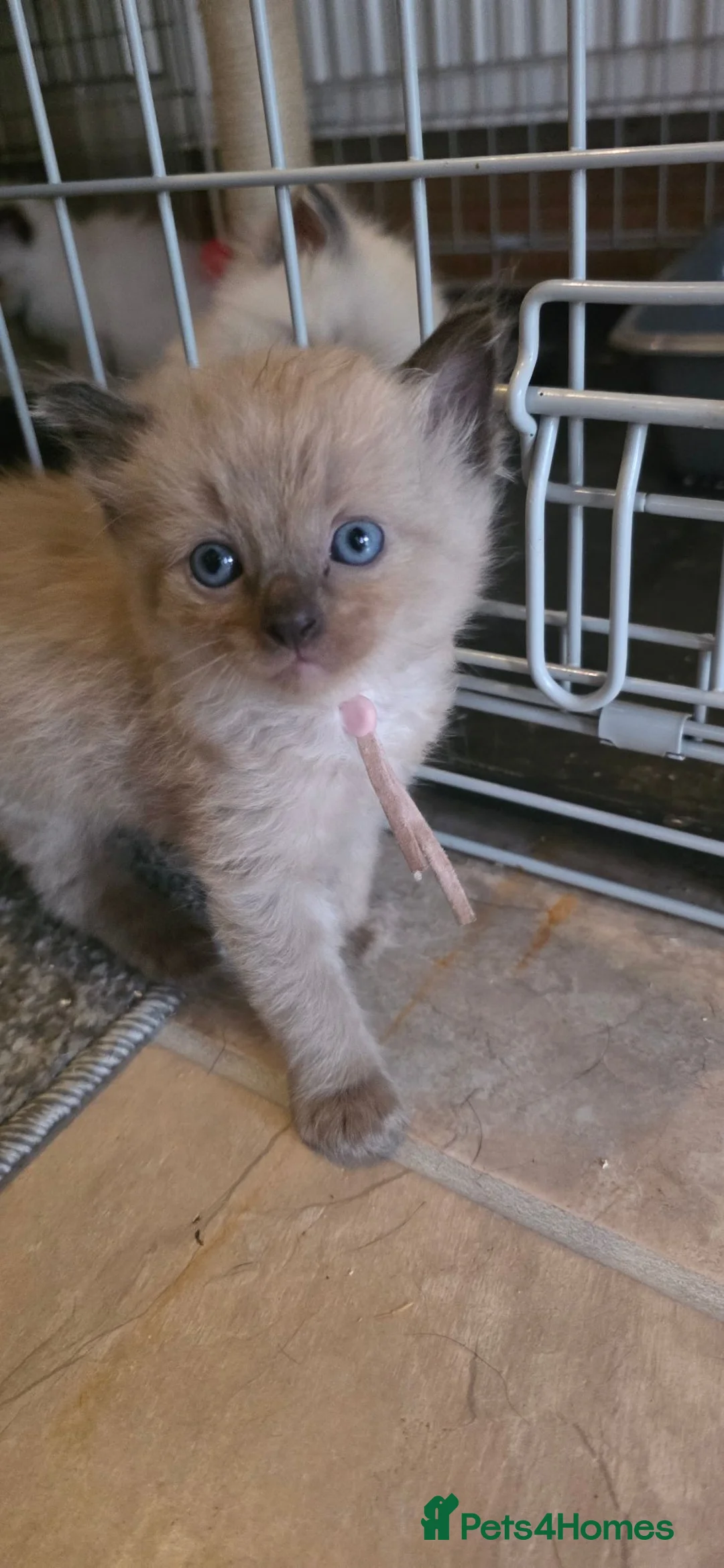 Ragdoll cats for sale: 5 ragdoll kittens available  - Advert 2