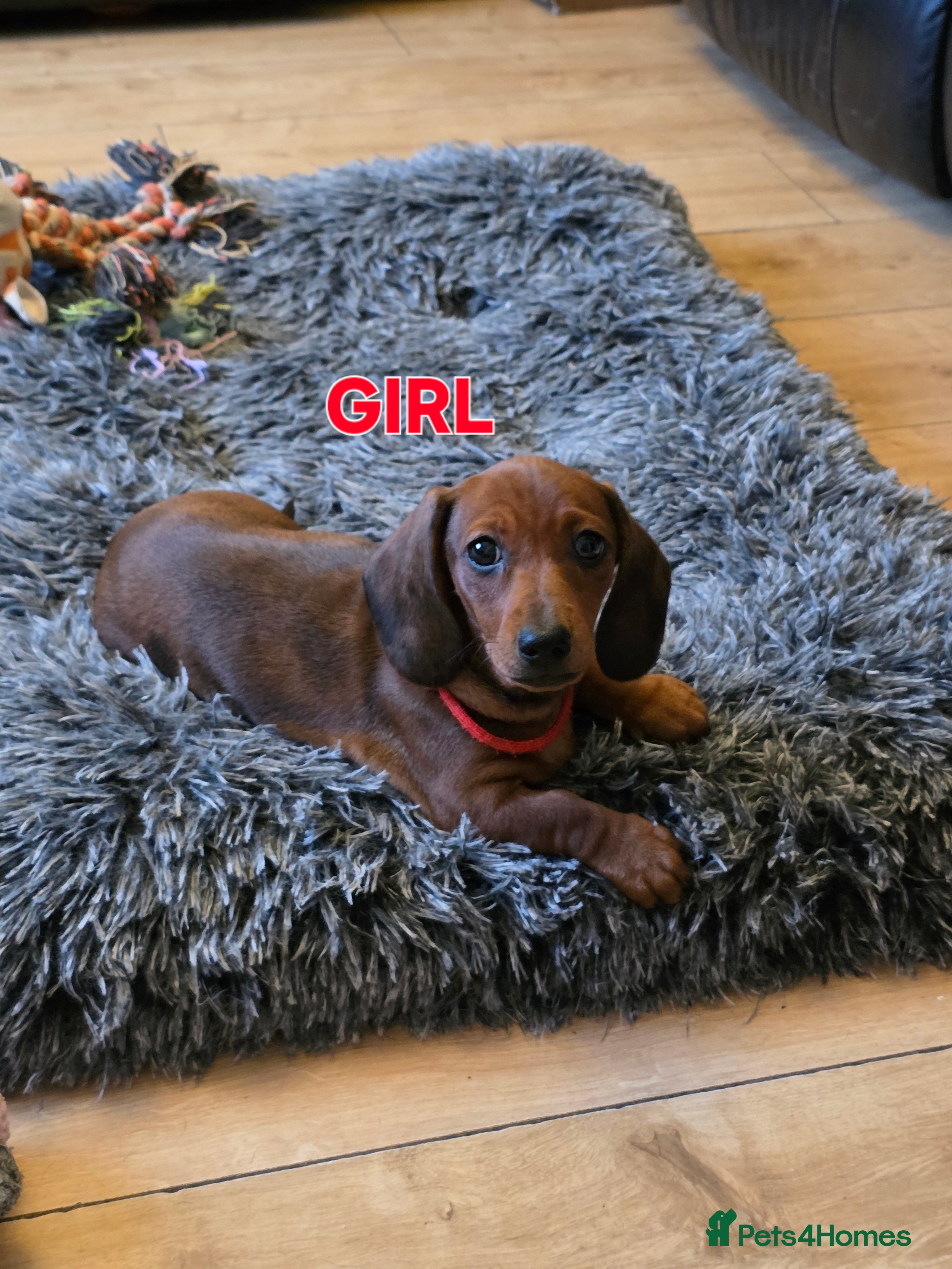 Miniature Dachshund dogs Ready now 4 beautiful KC registered girls  - Advert 3