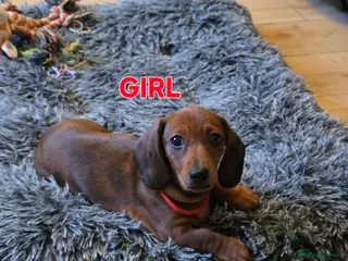 Miniature Dachshund dogs Ready now 4 beautiful KC registered girls - Advert 3