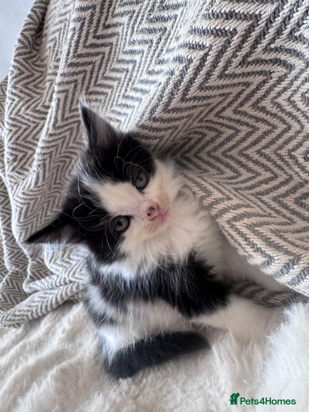 Mixed Breed cats for sale: Mix breed kittens  - Image 8
