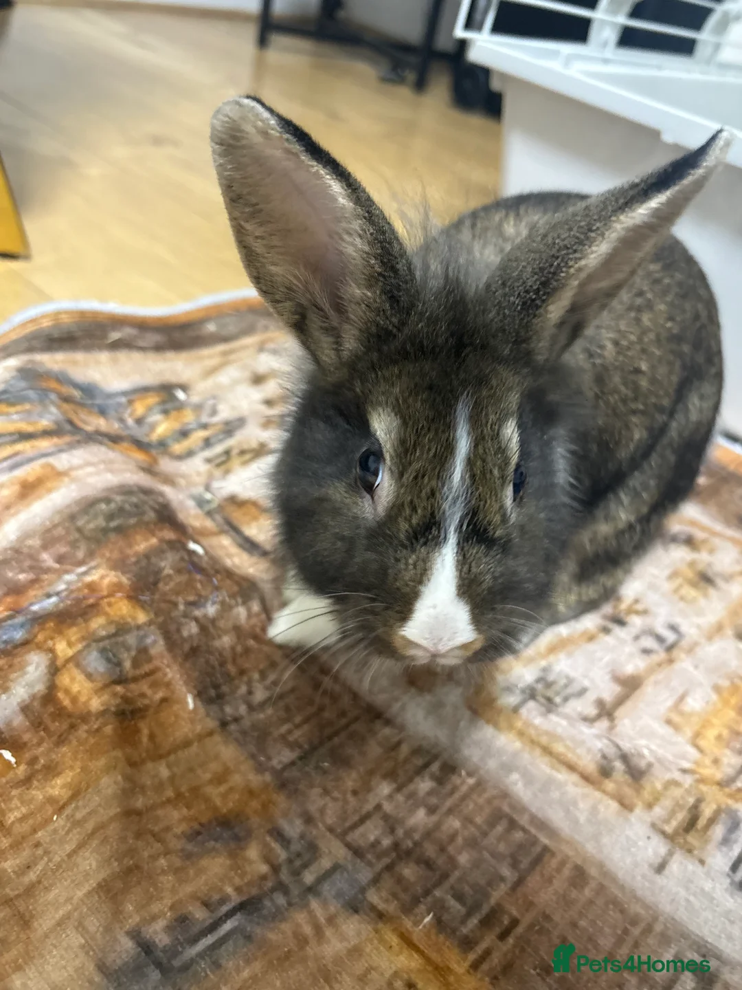 Mixed Breed rabbits for sale: Rabbits  - Advert 2