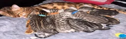 Bengal cats for sale: Bengal Kittens-Beautiful Rosettes – Family Raised - Advert 8