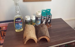 Leopard Gecko reptiles for sale: 2 leopard geckos with full vivarium and supplies - Image 8