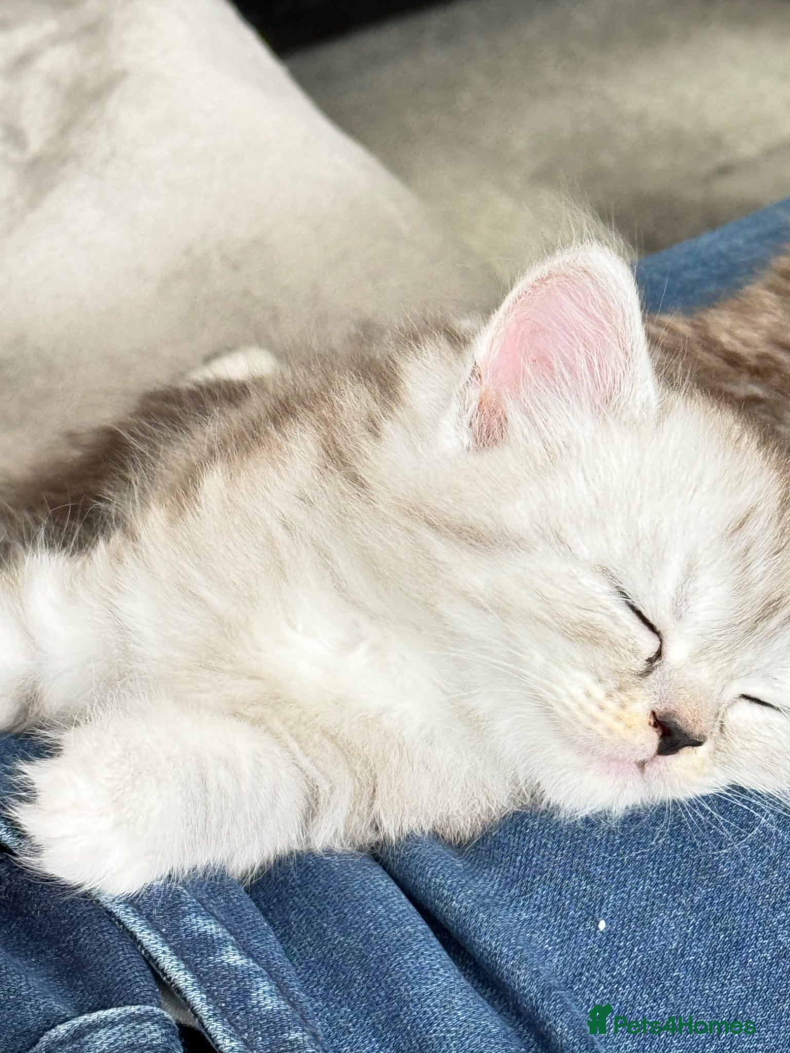 Mixed Breed cats Rare Silver Smoke Semi-longhair  Breed Cross - Advert 2