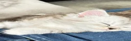 Mixed Breed cats for sale: Rare Silver Smoke Longhair  **  Breed Cross - Advert 2