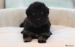 German Shepherd dogs for sale: 5 Generation KC - straight backed GSD puppies  - Image 28