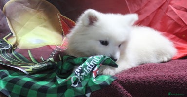 Samoyed dogs - Advert 1