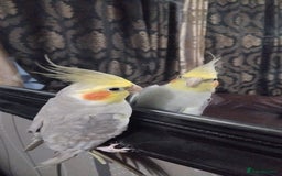 Cockatiels birds for sale: cockatiels  - Image 4