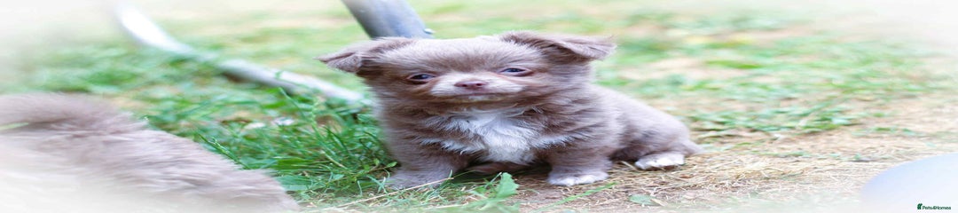 Chihuahua Puppy 2