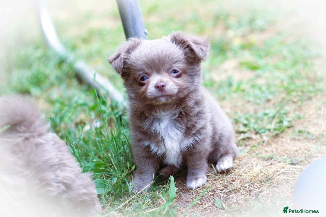 Chihuahua dogs for sale: Lilac chihuahua KC Registered Boys - Image 14