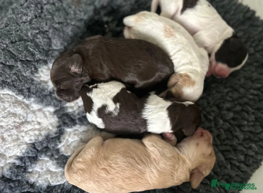 Toy Poodle dogs for stud: KC registered poodle studs in Bolton - Advert 11