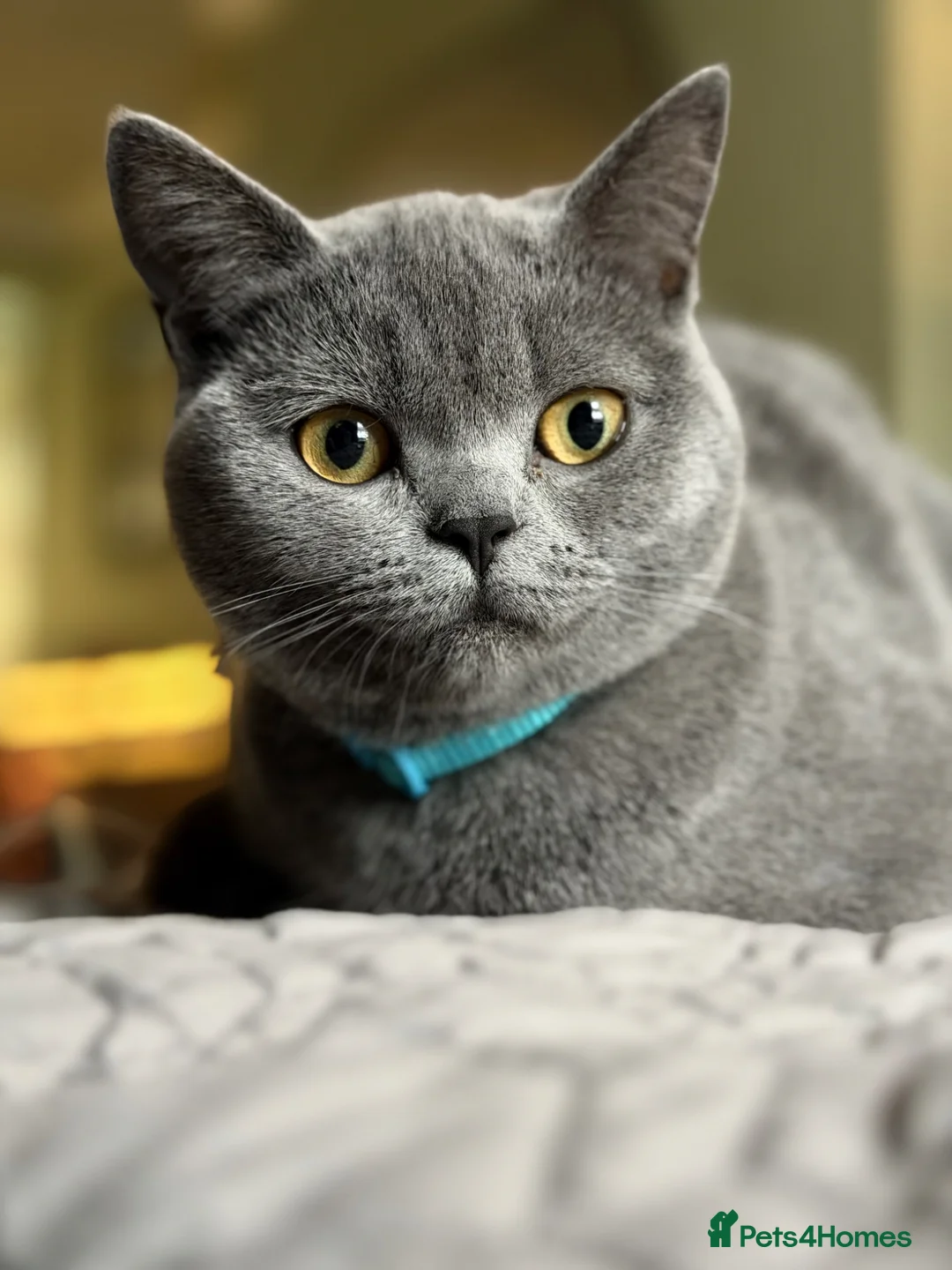 British Shorthair cats for sale: 7 month old British blue  - Advert 2
