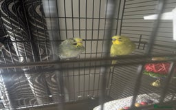 Budgerigars birds for sale: Buggies for sale - Advert 2