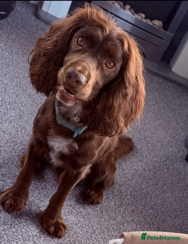 Cocker Spaniel dogs for sale: Henry  - Advert 4