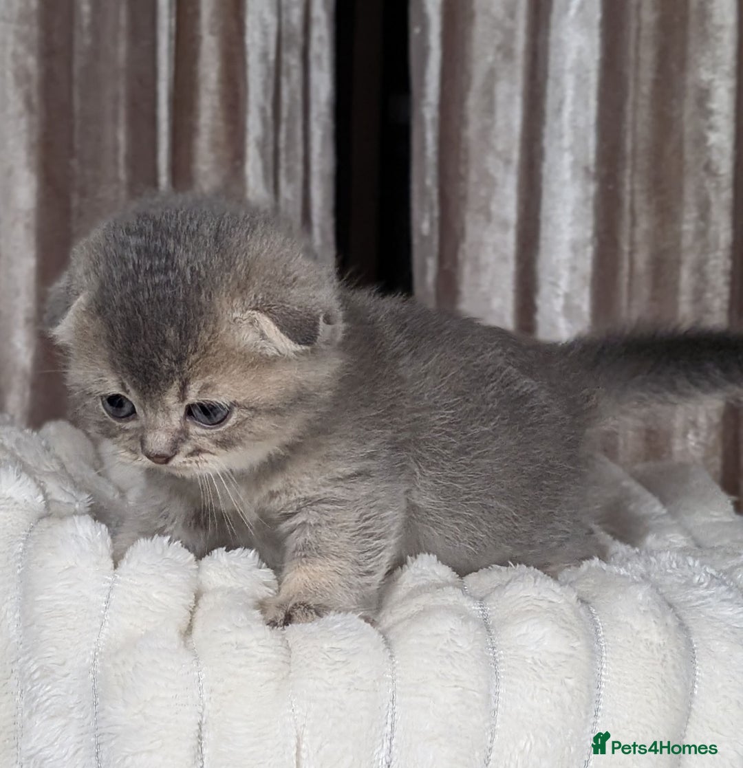 Scottish Fold cats for sale: 🐾TICA red ❣️SCOTTISH Fold•Straight - Advert 16