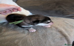 Alaskan Malamute dogs for sale: KC Alaskan malamute puppies champion lines - Image 30