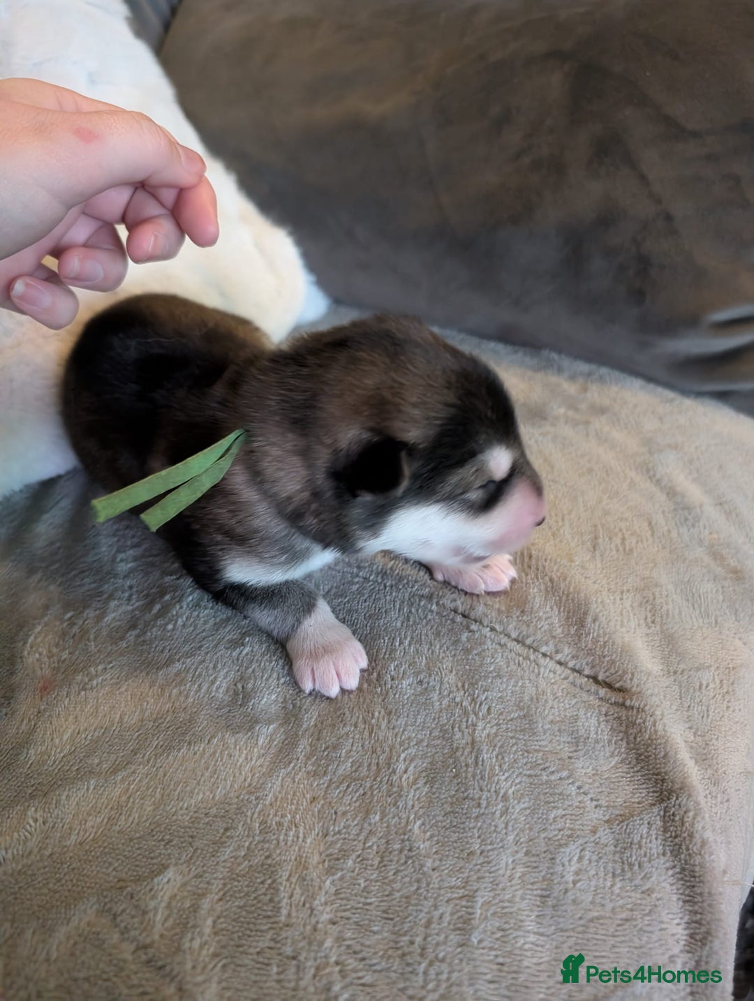 Alaskan Malamute dogs for sale: KC Alaskan malamute puppies champion lines - Image 30