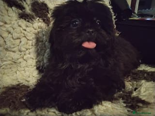 Shih Tzu dogs Quality Half Imperial Shitzu Puppies. - Advert 17