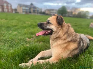 German Shepherd dogs Molly 3.5 years friendly girl - Advert 2