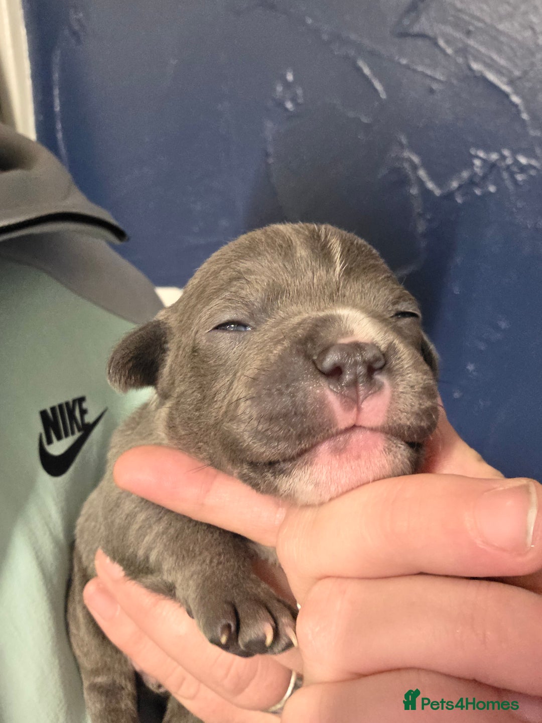 Staffordshire Bull Terrier dogs for sale: Blue staffie puppies 🐶  - Advert 4