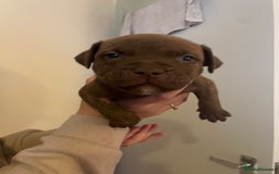 Staffordshire Bull Terrier dogs for sale: Staffordshire/American Staffordshire pups in Harrow - Image 16