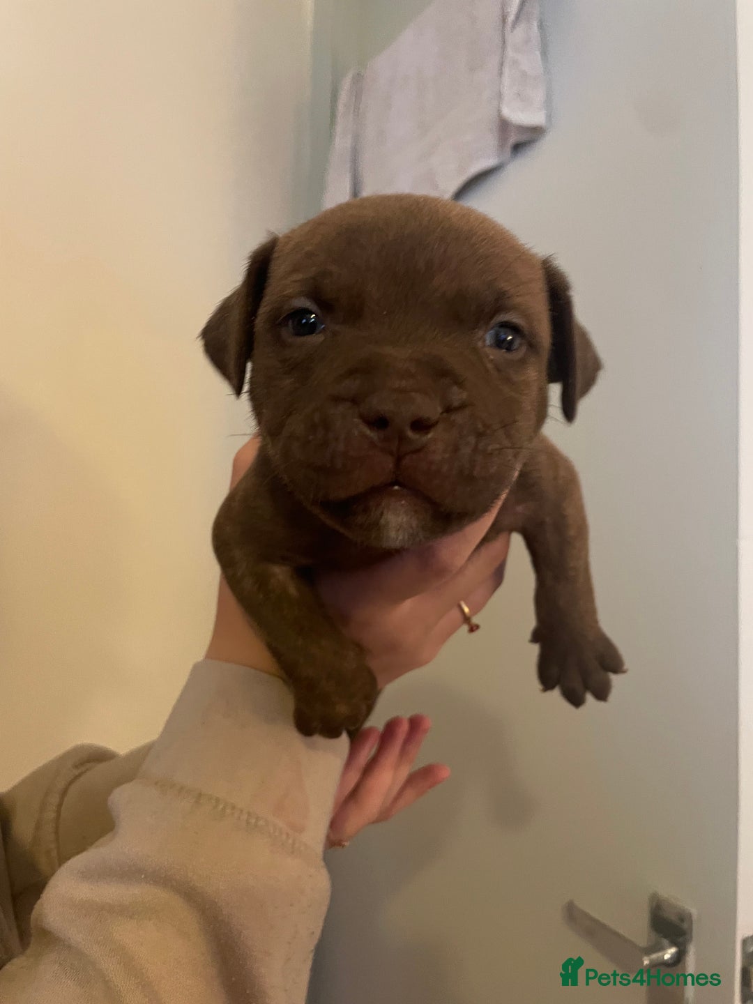 Staffordshire Bull Terrier dogs for sale: Staffordshire/American Staffordshire pups in Harrow - Image 16