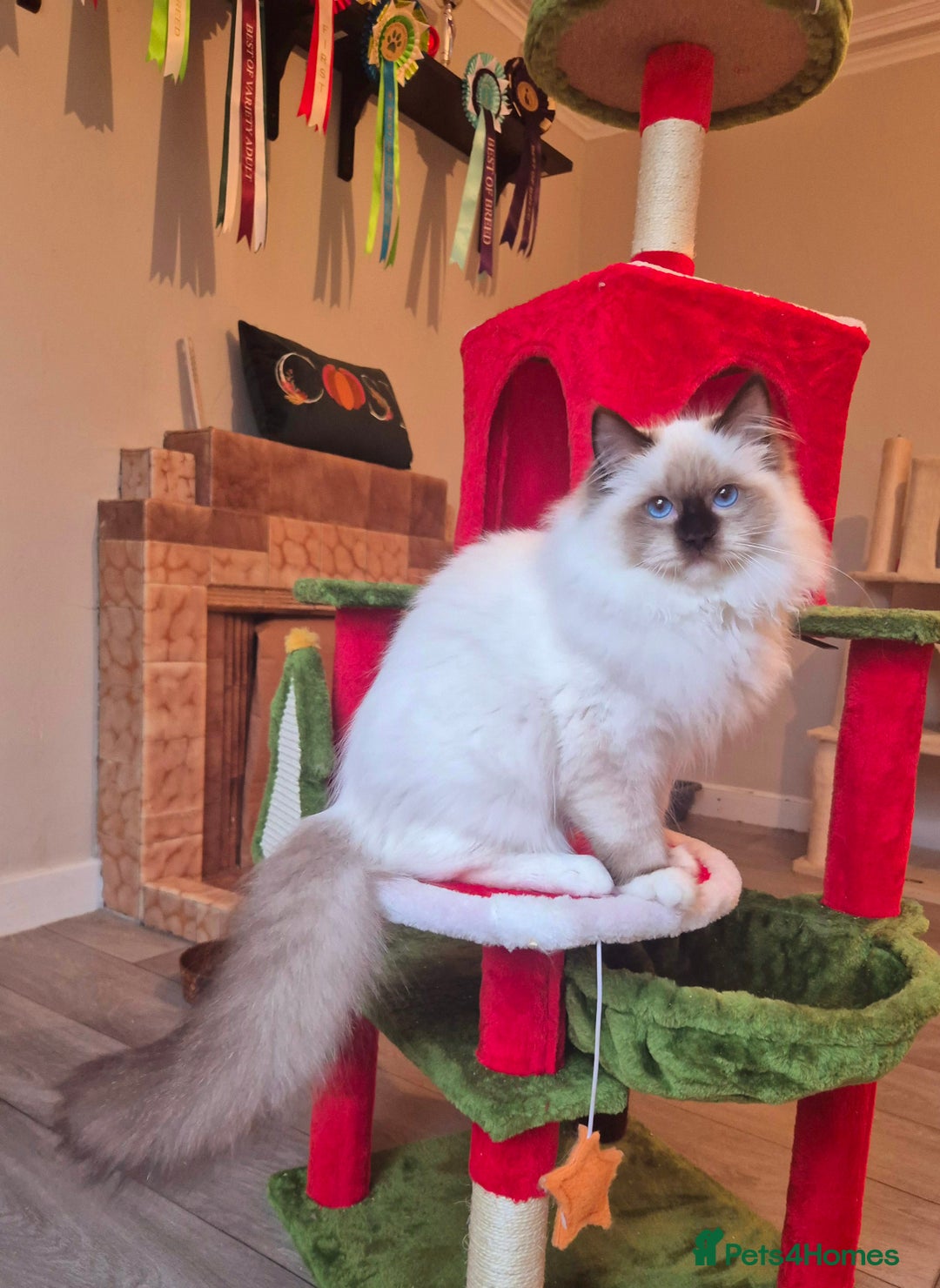 Ragdoll cats for sale: Ragdoll male kitten gccf active - Advert 5