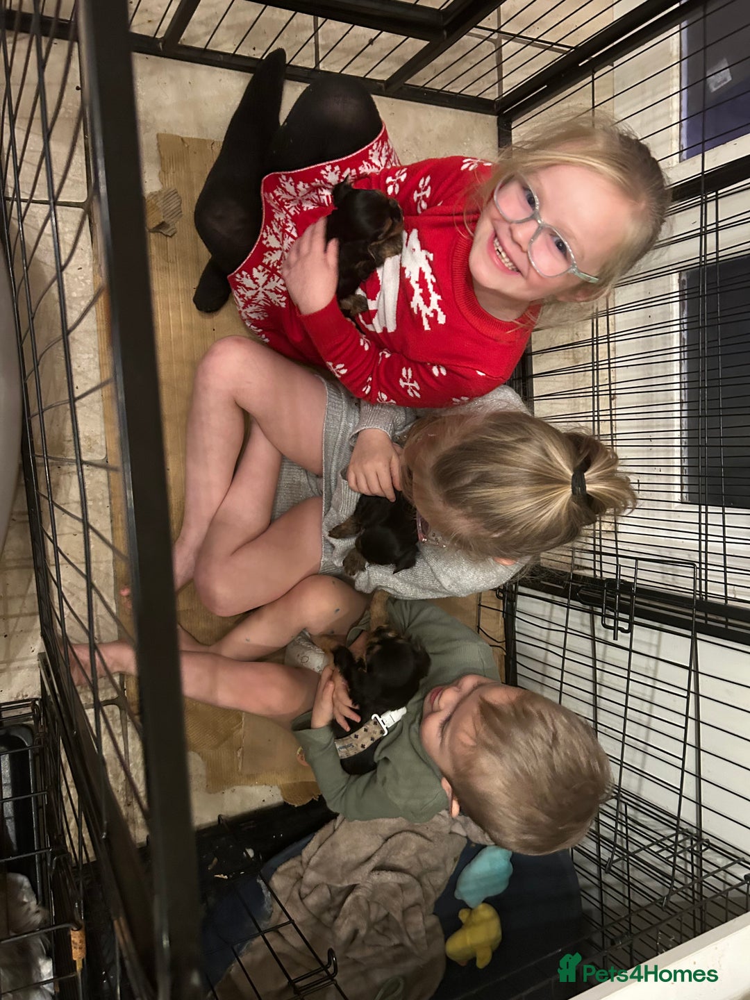 Yorkshire Terrier dogs for sale: 5 Full pedigree Yorkshire terrier pups - Advert 6