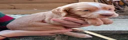 Cocker Spaniel dogs for sale: KC REGISTERED COCKERS - Advert 17