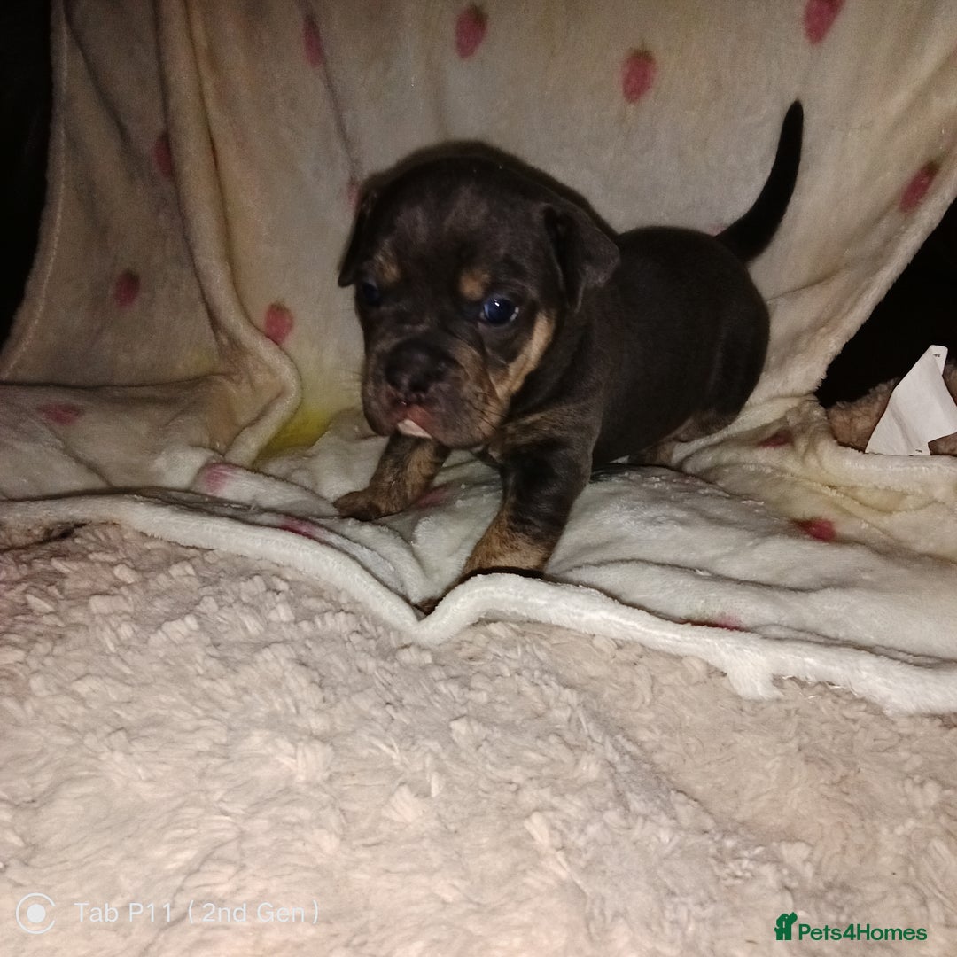 Olde English Bulldogge dogs for sale: Olde English bulldogge puppys - Advert 28
