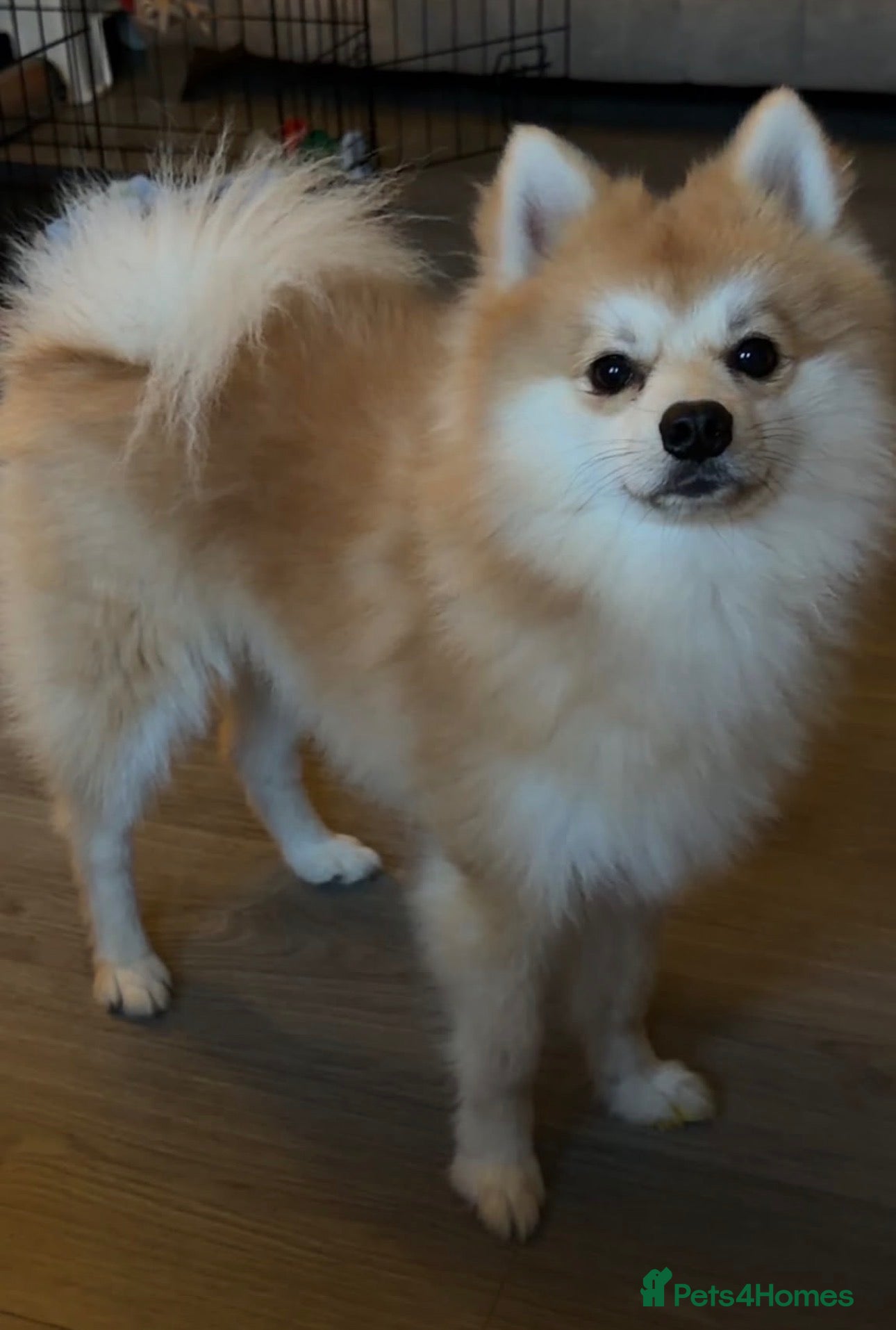 Pomeranian dogs Pomeranian for sale - Advert 1