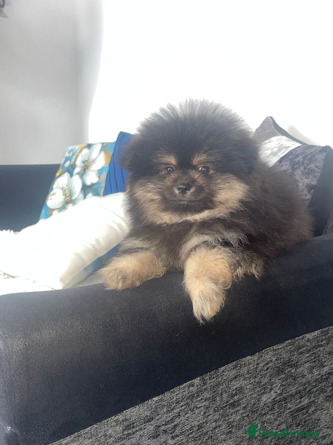 Pomeranian dogs for sale: High quality Pomeranian puppies  - Image 3
