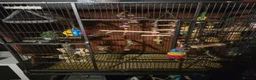 Conures birds for sale: Conure  in Leicester - Advert 6