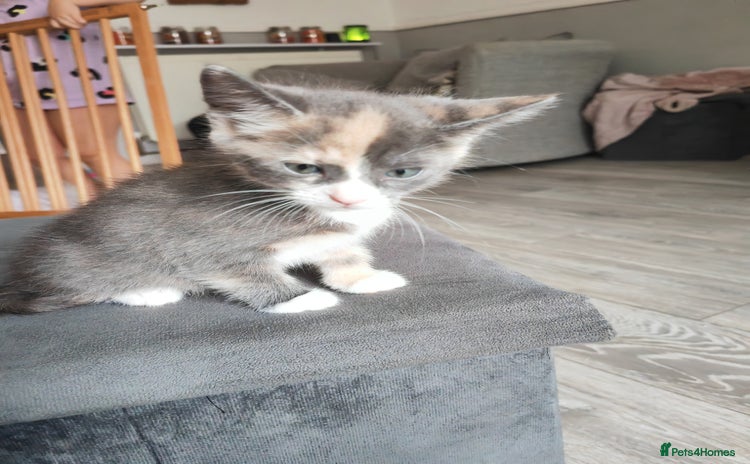 Mixed Breed cats - Advert 2