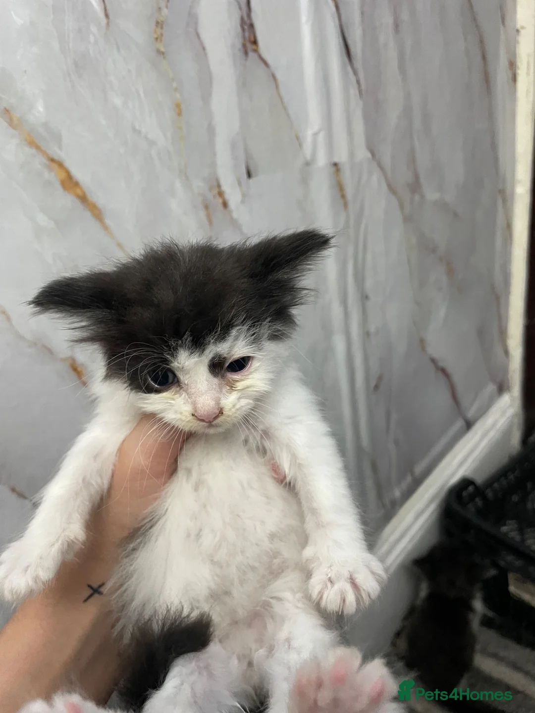 Mixed Breed cats for sale: Kittens for sale in Bradford - Advert 10