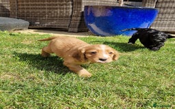 Mixed Breed dogs for sale: Beautiful Cavapoo X puppies - Image 1