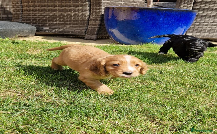 Mixed Breed dogs - Advert 3
