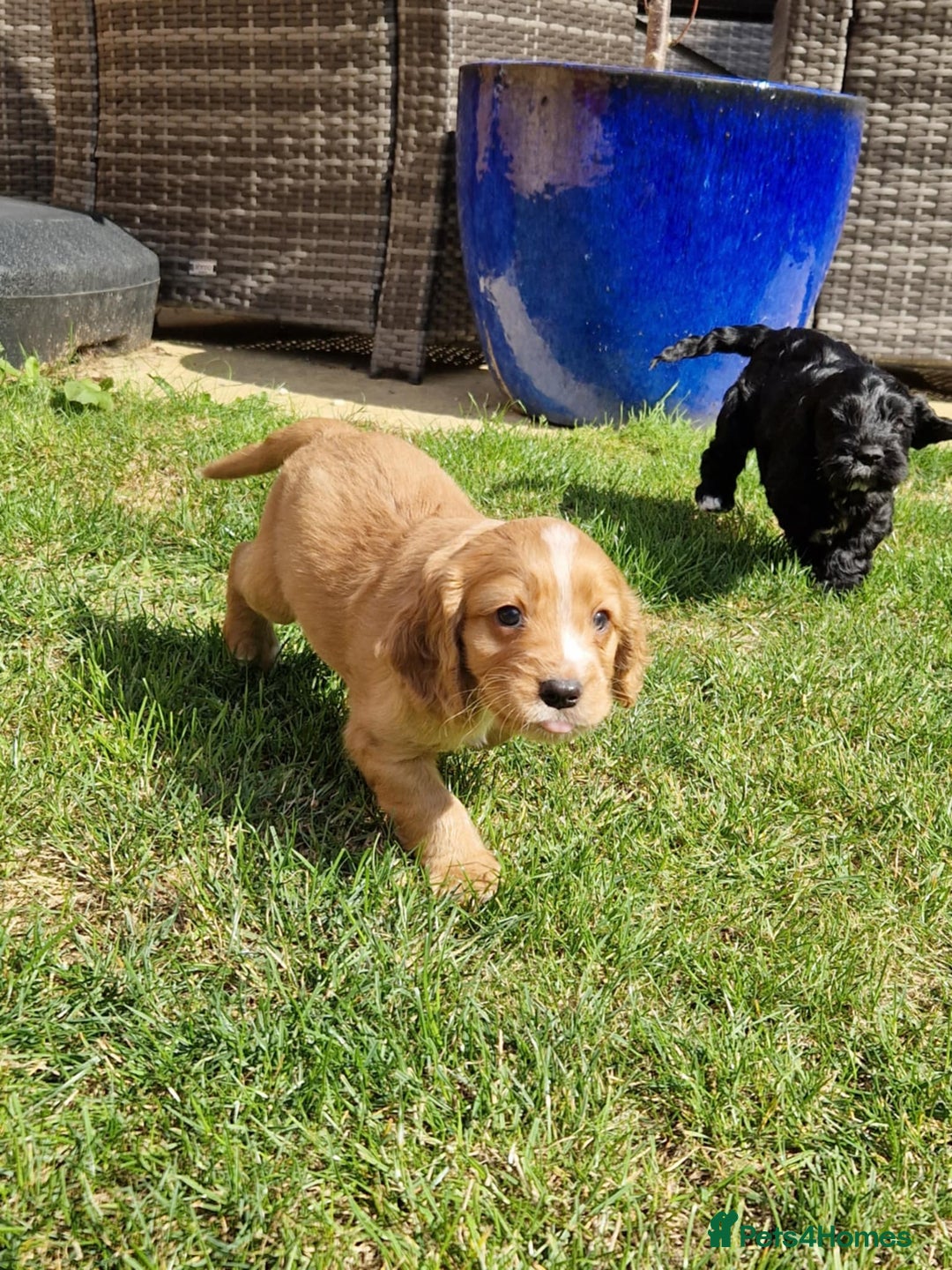 Mixed Breed dogs for sale: Beautiful Cavapoo X puppies - Image 1