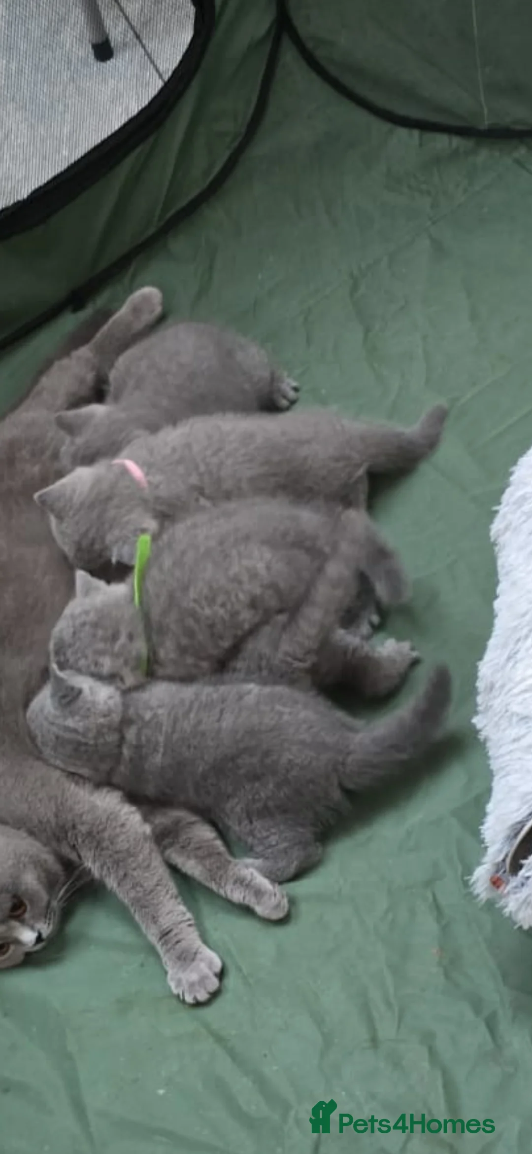 British Shorthair cats for sale: Gorgeous cute British Short Hair Kittens - Advert 2