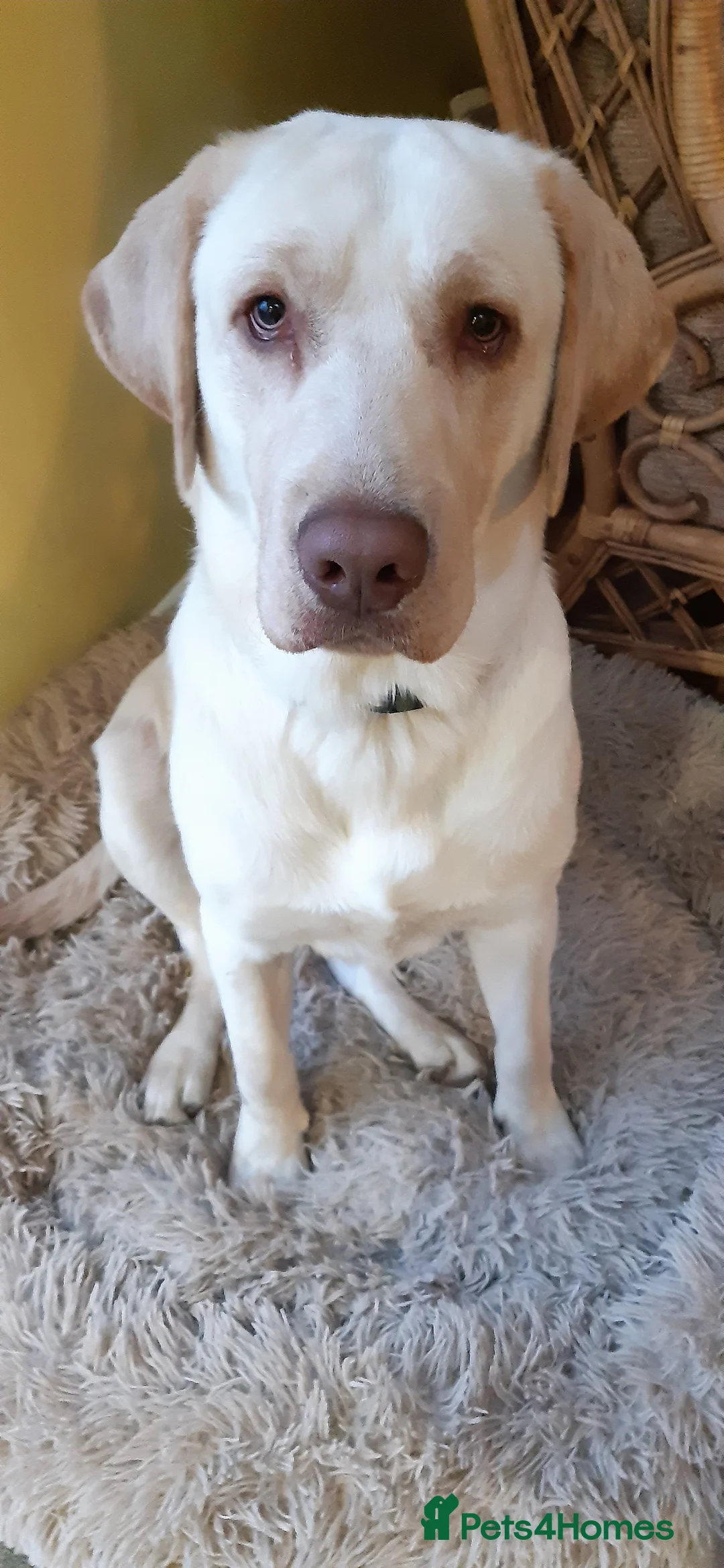 Labrador Retriever dogs for sale: Male Labrador Retiever 12 months - Advert 4