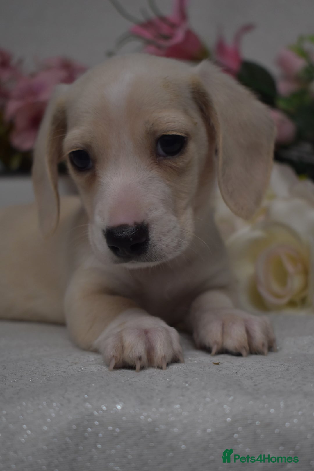 Miniature Dachshund dogs for sale: KC Smooth Coat Miniature Dachshund Puppies - Advert 4