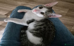Bengal cats for sale: Male bengal cross - Image 1