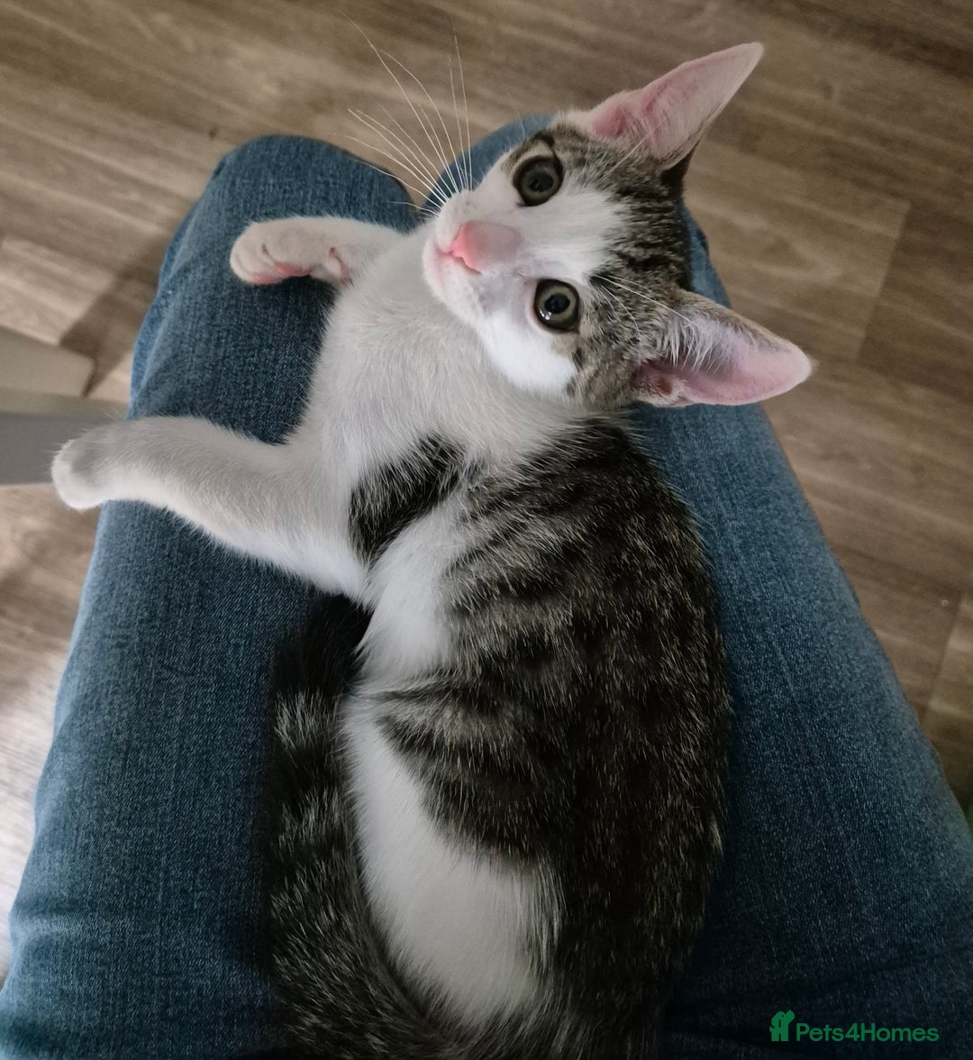 Bengal cats for sale: Male bengal cross - Image 1