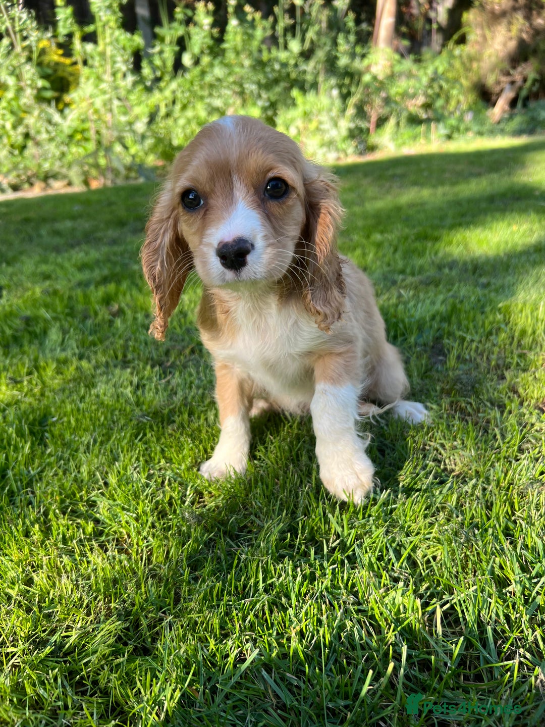 Cavapoo dogs for sale: Beautiful cavapoo pups  - Image 4