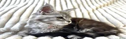 Maine Coon cats for sale: XXL Maine Coons Kittens Champion Sired  - Advert 9