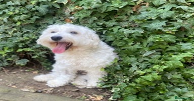 Maltipoo dogs - Advert 10